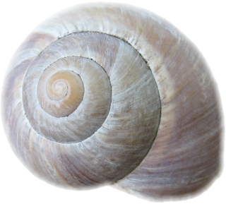 Snail